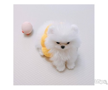 Gorgeous Pomeranian puppy's for adoption