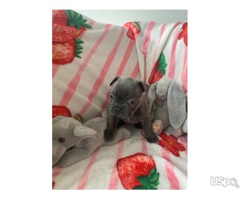 Quality french bulldogs puppies for sale