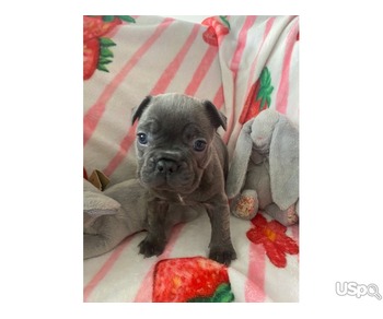 Quality french bulldogs puppies for sale