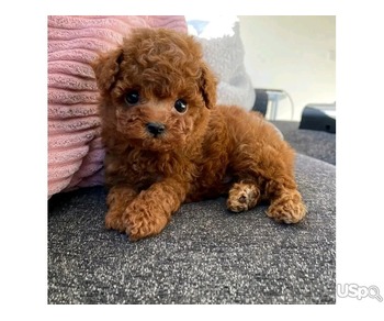 Poodle puppy for adoption