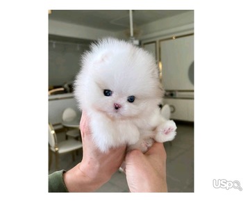 Pomeranian puppy for adoption