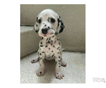 Stunning Dalmatian babies for sale