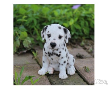 Stunning Dalmatian babies for sale