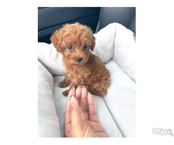 Red teacup poodle for sale