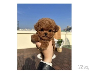 Red teacup poodle for sale