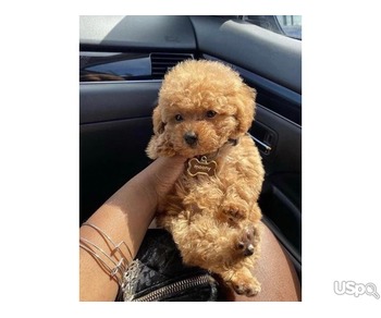 Red teacup poodle for sale