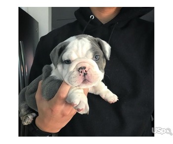 french bulldog for sale