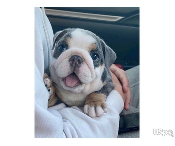 french bulldog for sale