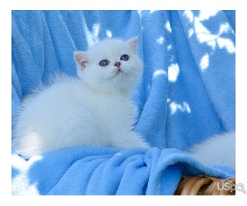 Beautiful British Shorthaired Ready