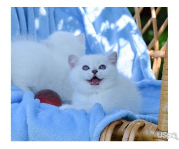 Beautiful British Shorthaired Ready