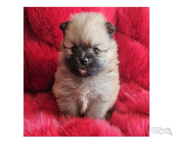 Bear Face Pomeranian for Sale