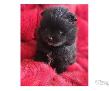 Bear Face Pomeranian for Sale