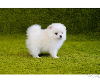 Pomeranian puppy for adoption