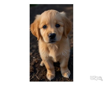 Bueatiful male and female Golden Retriever