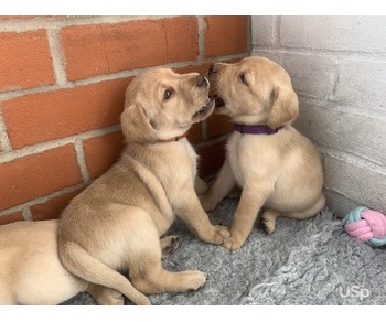 KC Labrador Puppies puppies for sale