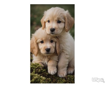 Supper Adorable golden Retrivers