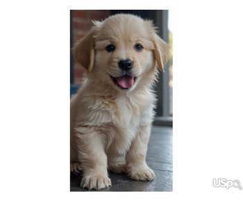 Supper Adorable golden Retrivers