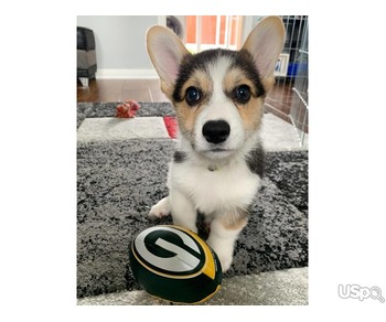 Corgi puppy available