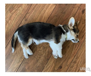 Corgi puppy available