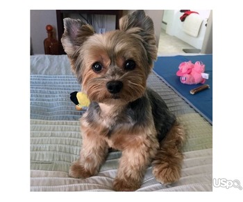 Healthy tea cup yorkie terrier puppies