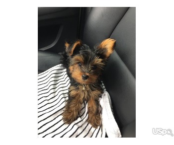 Healthy tea cup yorkie terrier puppies