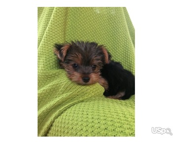 Healthy tea cup yorkie terrier puppies