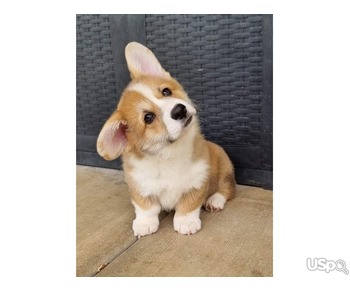 Star light welsh corgi avaible for sale