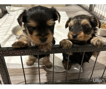 Cachorros de Yorkshire terrier