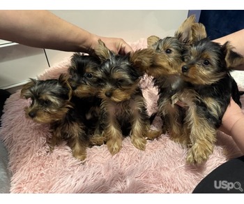 Tres hermosos yorkshire terrier machos