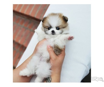 Teacup Pomeranian Puppies Available now