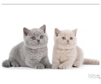 PUREBRED BRITISH SHORTHAIR KITTENS