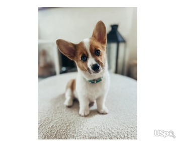 Corgi puppy Alyce +13147645249