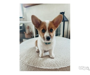 Corgi puppy Alyce