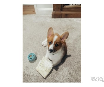 Corgi puppy Alyce