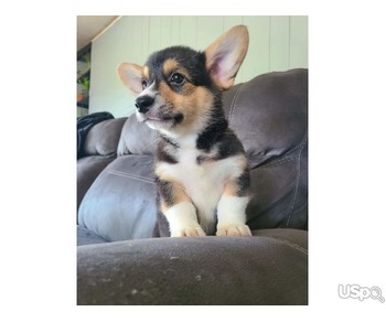 Corgi puppy River