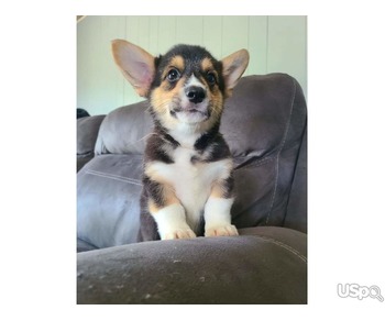 Corgi puppy River