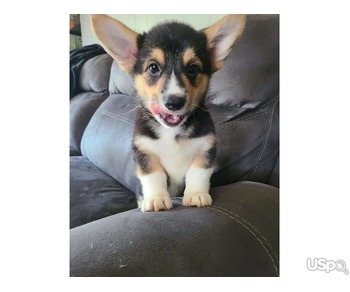 Corgi puppy River