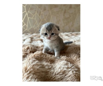 Scottish fold kittens  and Scottish straight