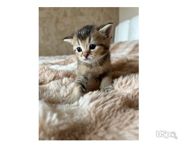 Scottish fold kittens  and Scottish straight