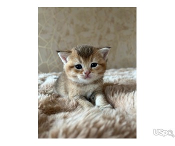 Scottish fold kittens  and Scottish straight