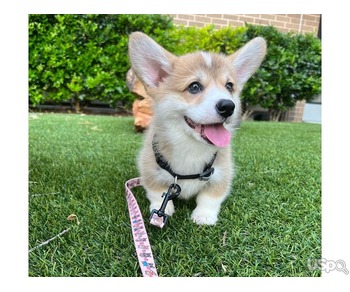 Corgi Puppy