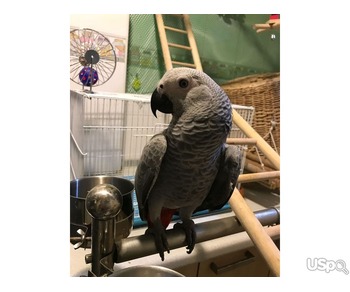 African grey parrots