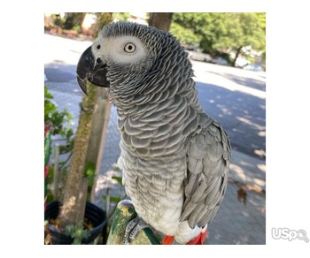 African grey parrots