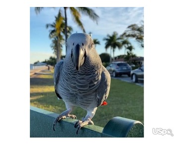 African grey parrots