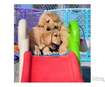 Purebred Golden Retriever Puppies Available