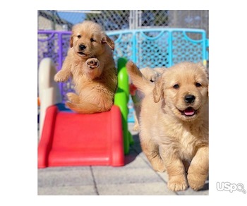 Purebred Golden Retriever Puppies Available