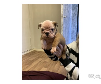 Purebred English Bulldog Boy and Girl Available