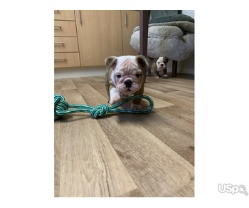 Purebred English Bulldog Boy and Girl Available