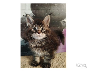 Purebred Maine Coon Kittens For Adoption