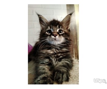 Purebred Maine Coon Kittens For Adoption